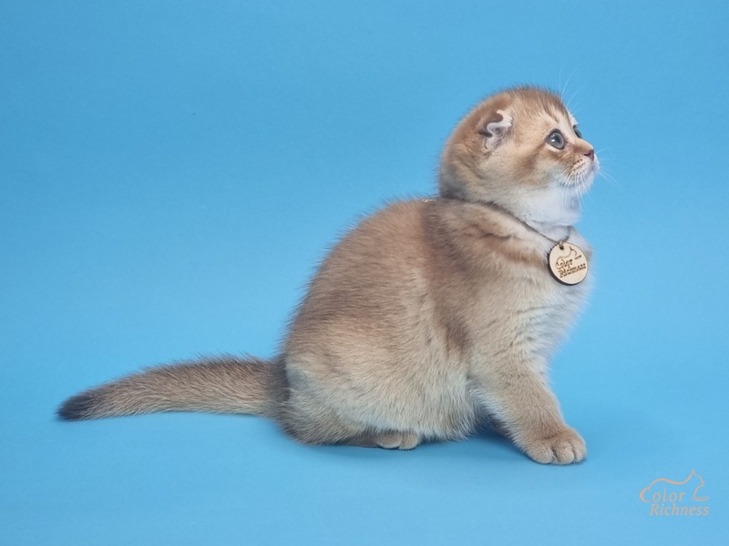 Jacqueline (Жаклин)