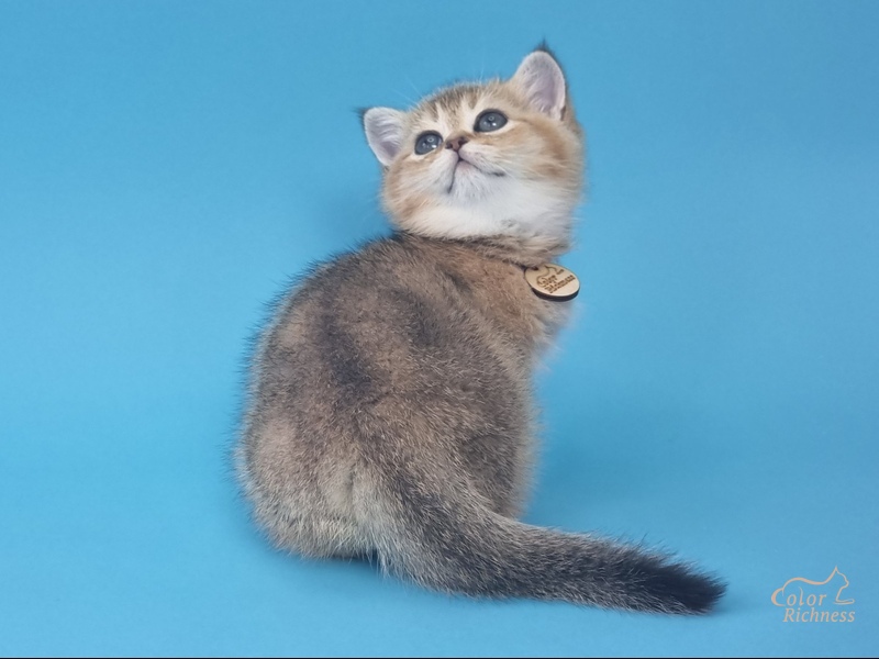 Jiselle (Жизель)
