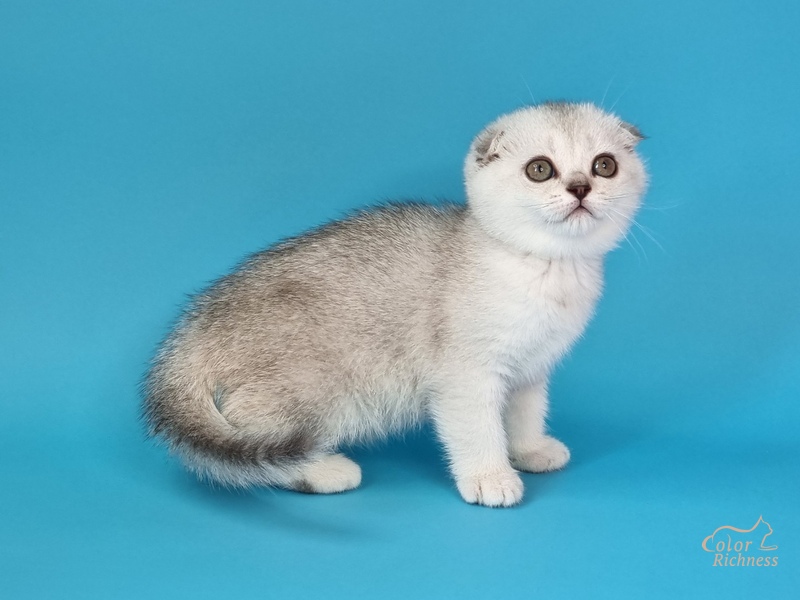 Gladys (Глэдис)