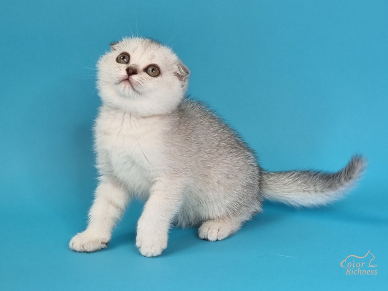 Gladys (Глэдис)
