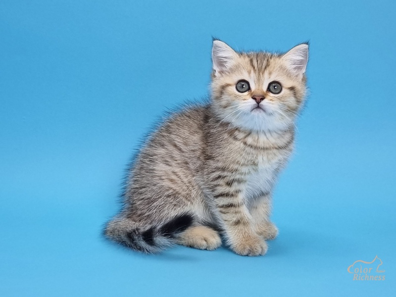 Ivor (Айвор)