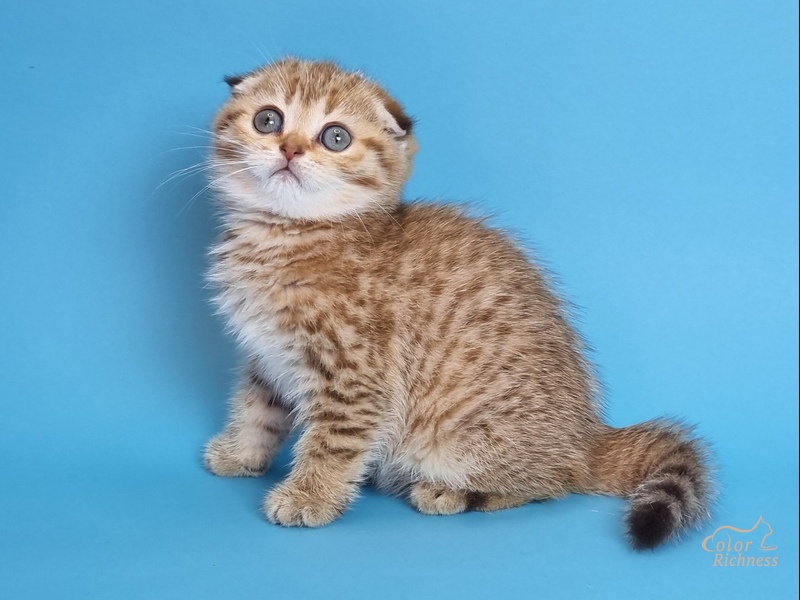 Kida (Кида)