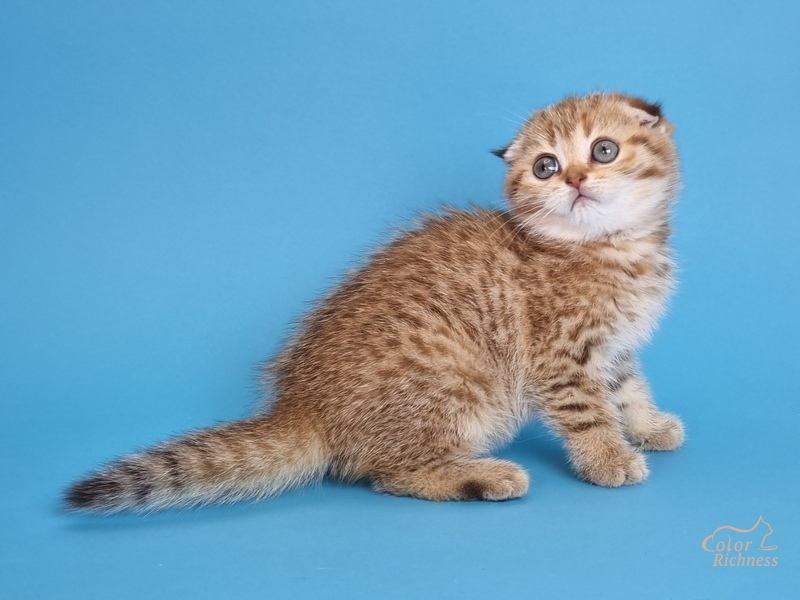 Kida (Кида)