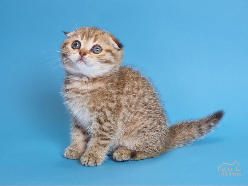 Kida (Кида)