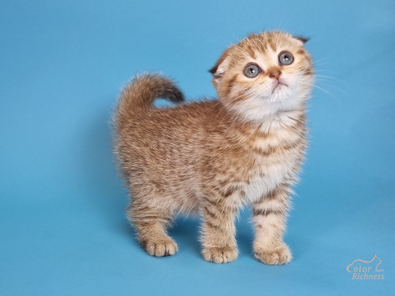 Kida (Кида)