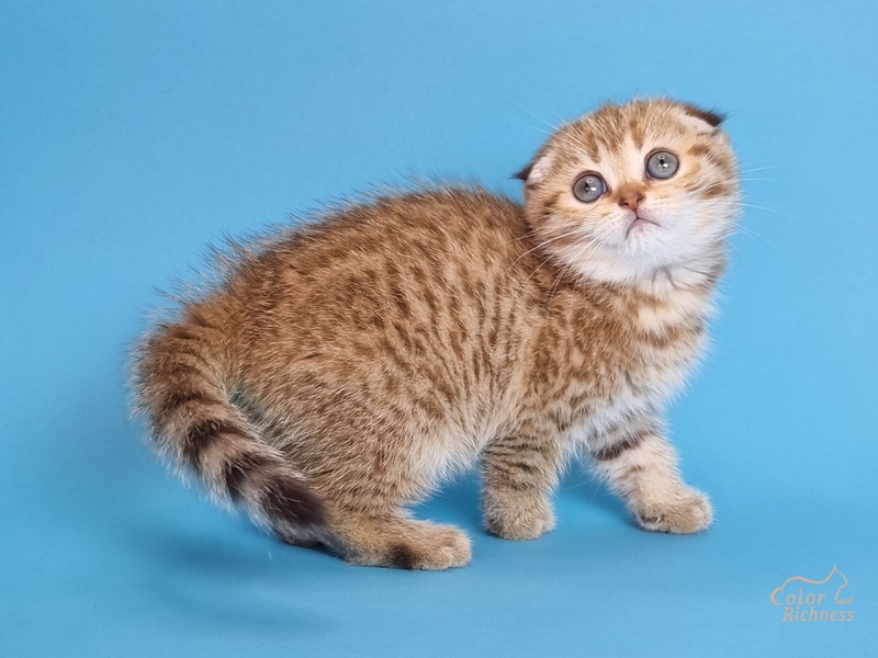 Kida (Кида)