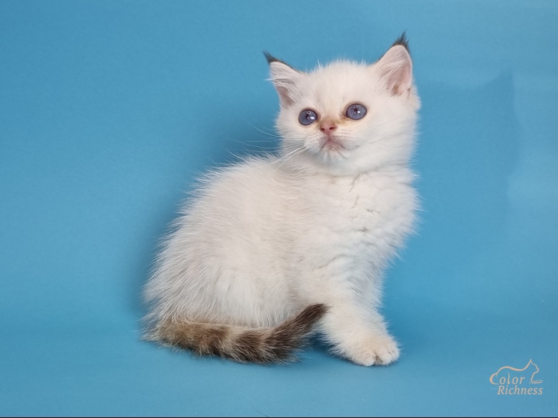 Kollin (Коллин)