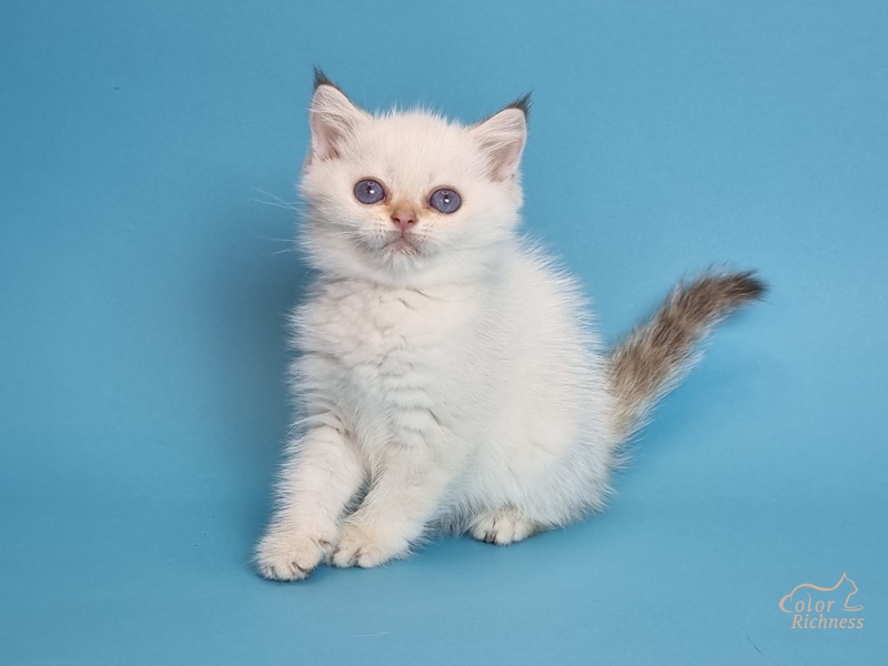 Kollin (Коллин)