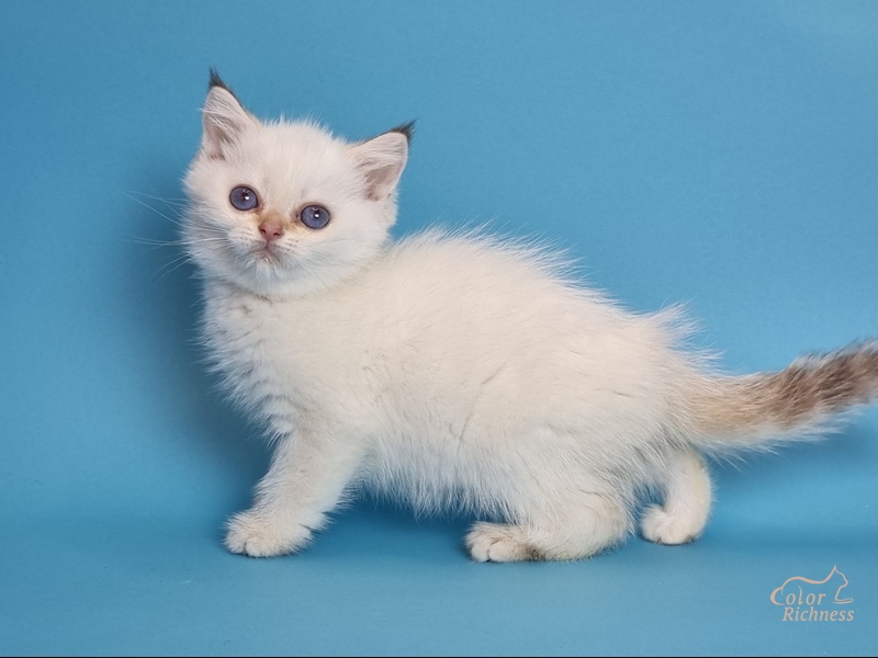 Kollin (Коллин)