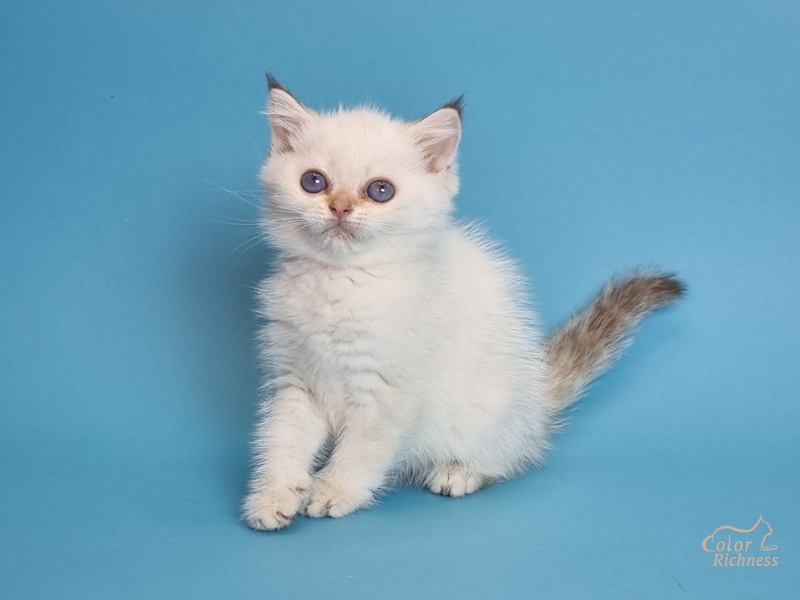 Kollin (Коллин)