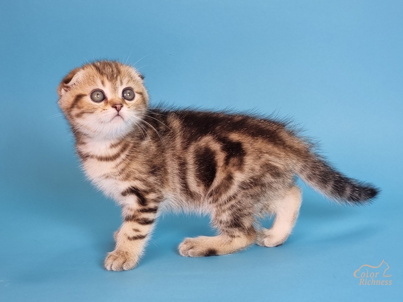 Lloyd (Ллойд)