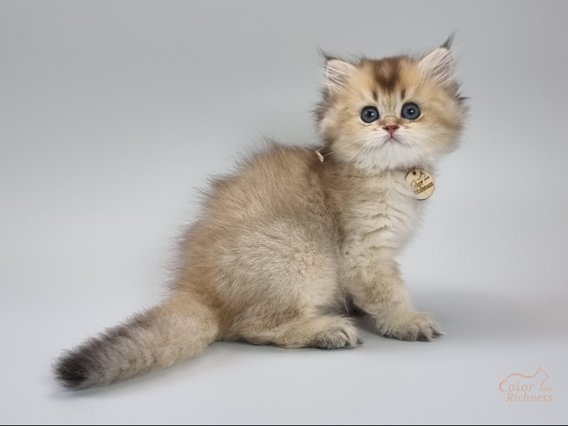 Persian (Персиан)
