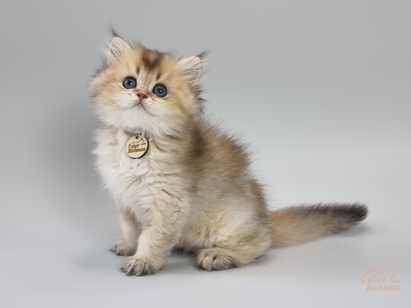Persian (Персиан)
