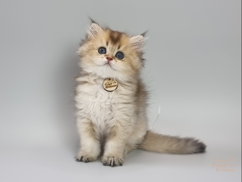 Persian (Персиан)