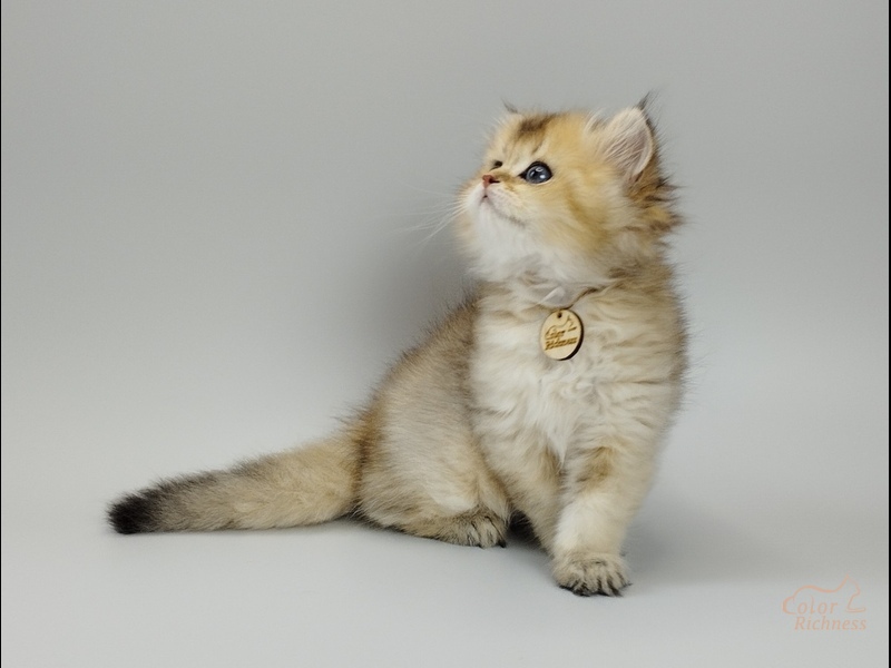 Persian (Персиан)