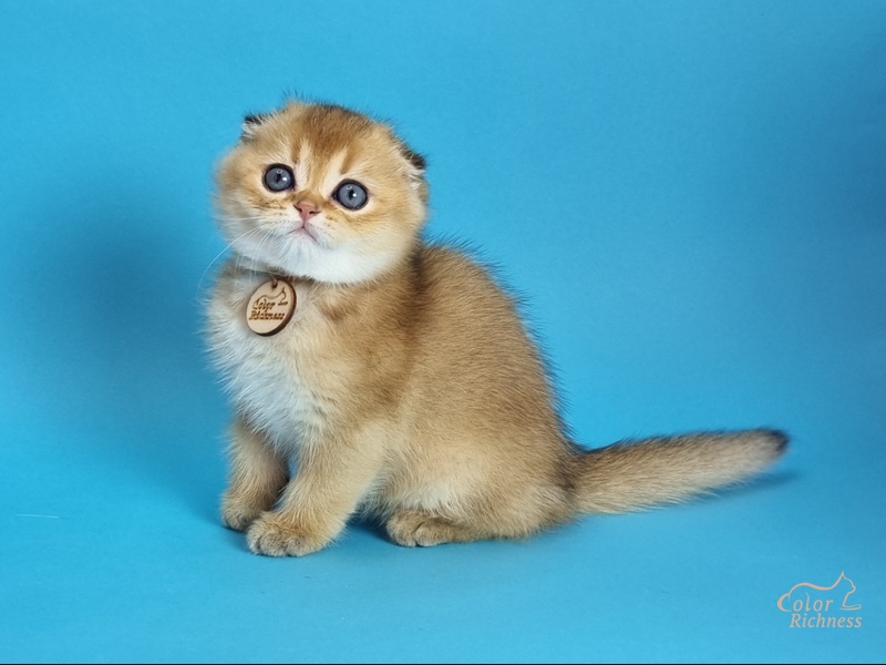 Trevor (Тревор)