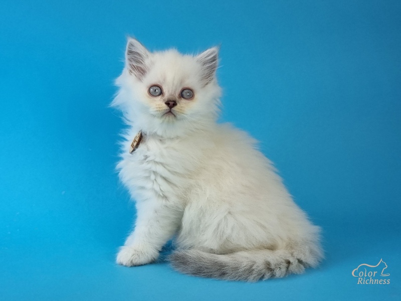 Orphei (Орфей)