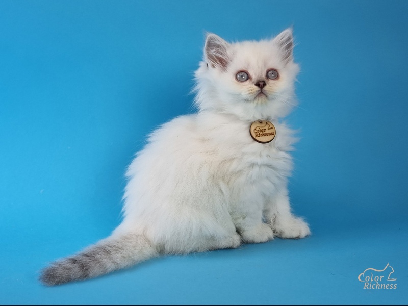 Orphei (Орфей)