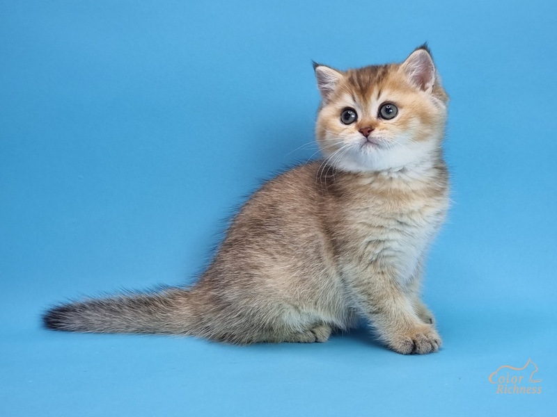 Pais (Пэйс)
