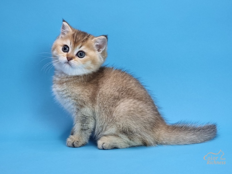 Pais (Пэйс)