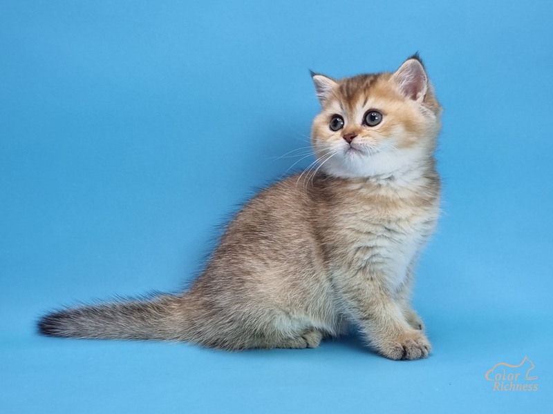 Pais (Пэйс)