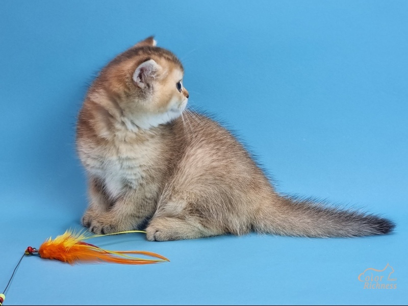 Pais (Пэйс)
