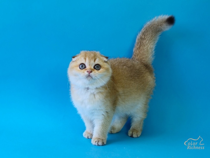 Parker (Паркер)