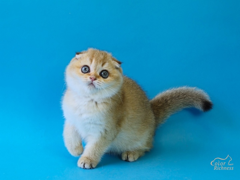 Parker (Паркер)