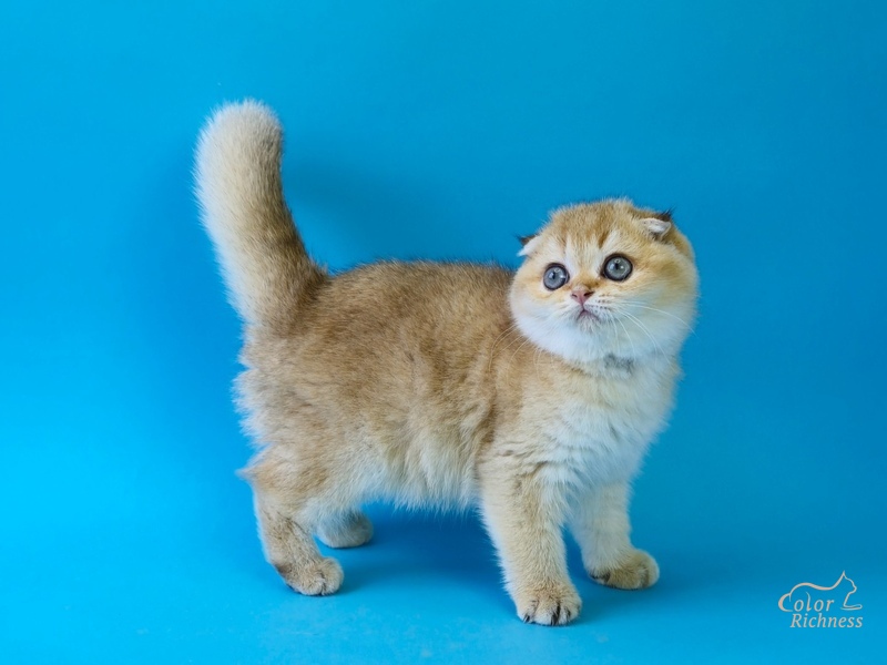 Parker (Паркер)