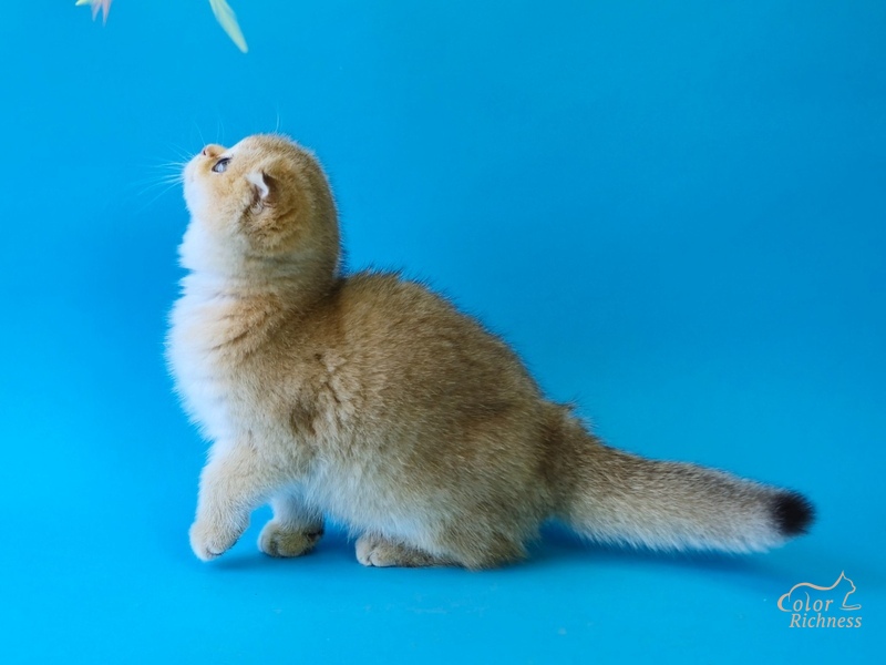 Parker (Паркер)