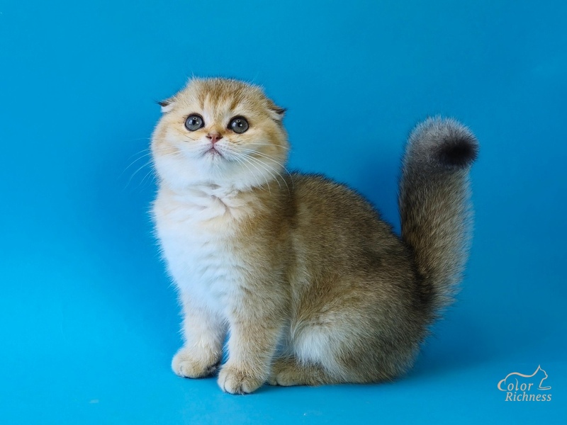 Porter (Портер)