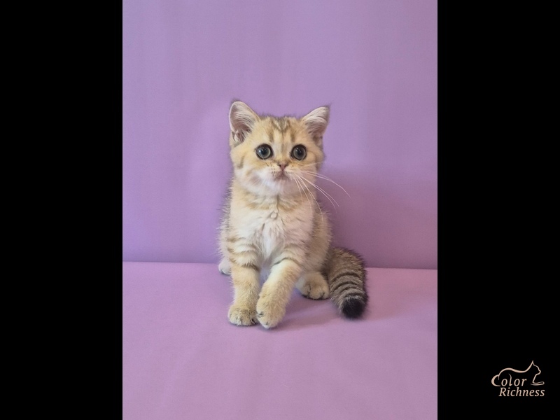 Beatrice (Беатрис)