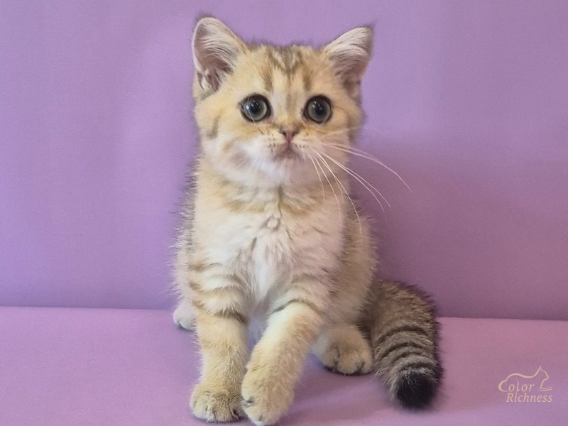Котенок Beatrice (Беатрис)