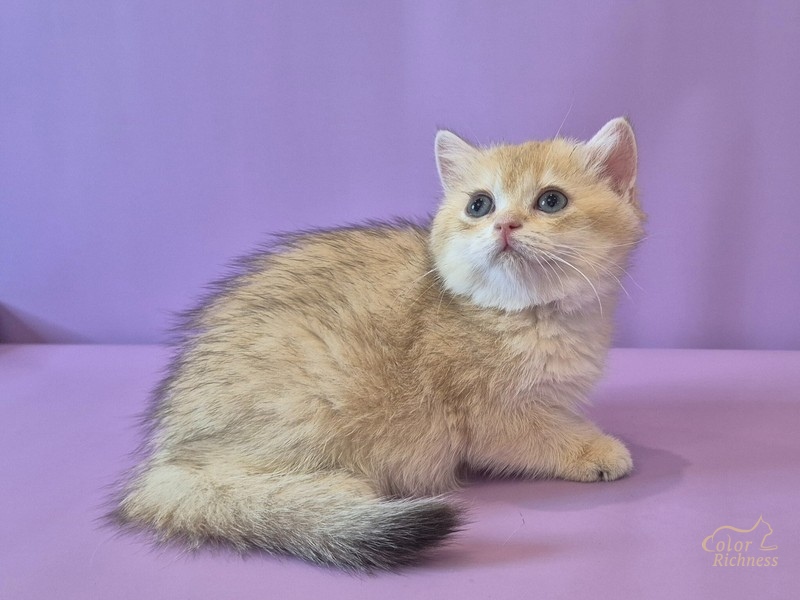Котенок Cimone (Симона)