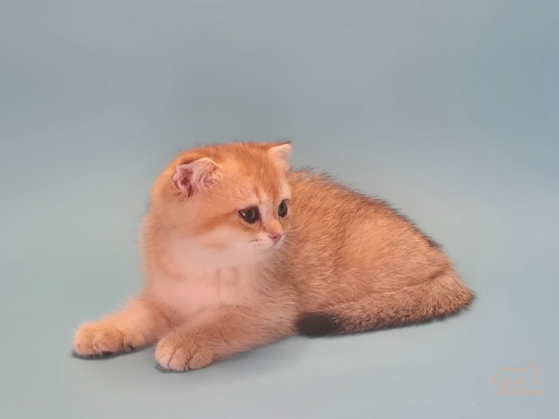 Котенок Delinda (Делинда)