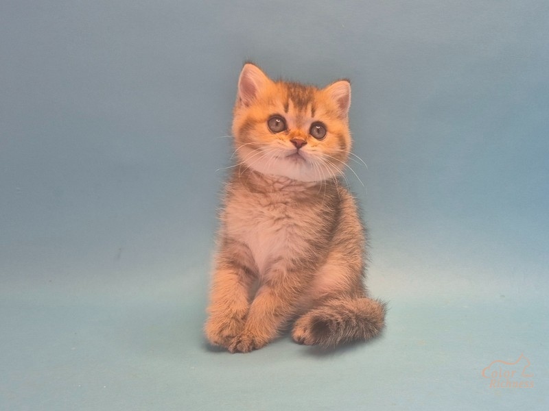 Котенок Elian (Элиан)