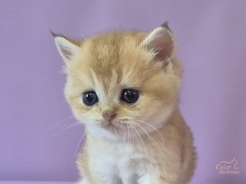 Foster (Фостер)