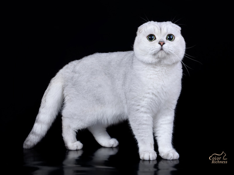 Simba Bonnieface