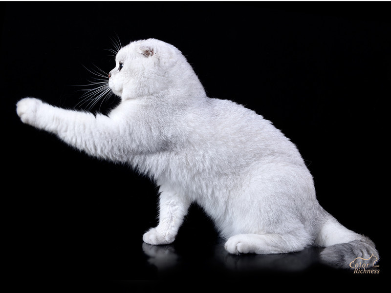 Simba Bonnieface