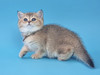 Jiselle (Жизель)