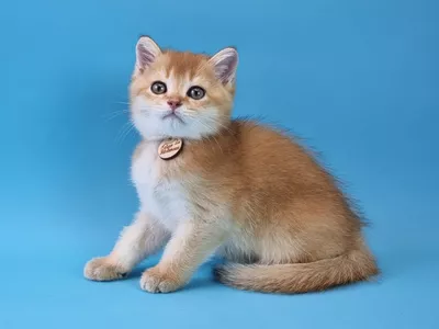 Котенок Vally (Валли)