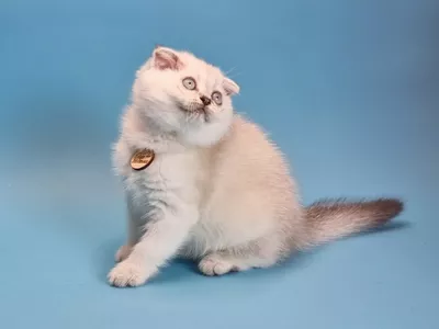 Котенок Xiaomy (Ксяоми)
