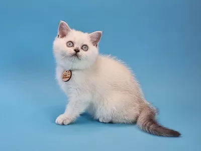 Котенок Xiaory (Ксяори)