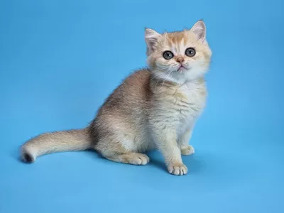 Котенок Zeus (Зевс)
