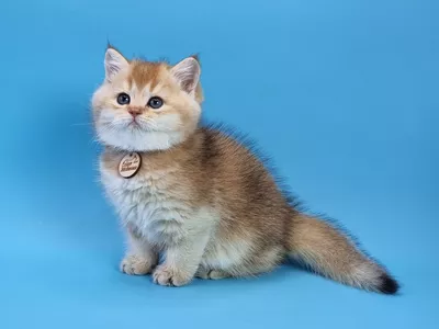 Котенок Zephyr (Зефир)