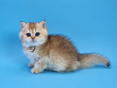 Котенок Zara (Зара)
