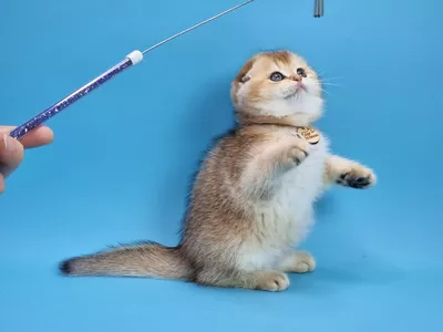 Котенок Zolina (Золина)