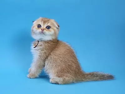 Котенок Ares (Арес)