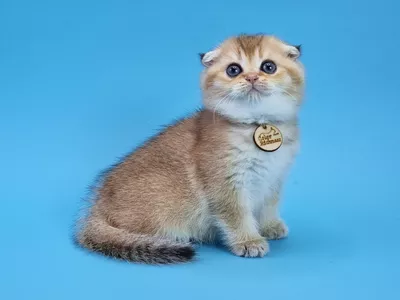 Котенок Adonis (Адонис)