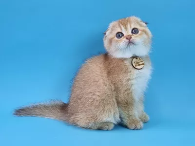 Котенок Asteria (Астерия)